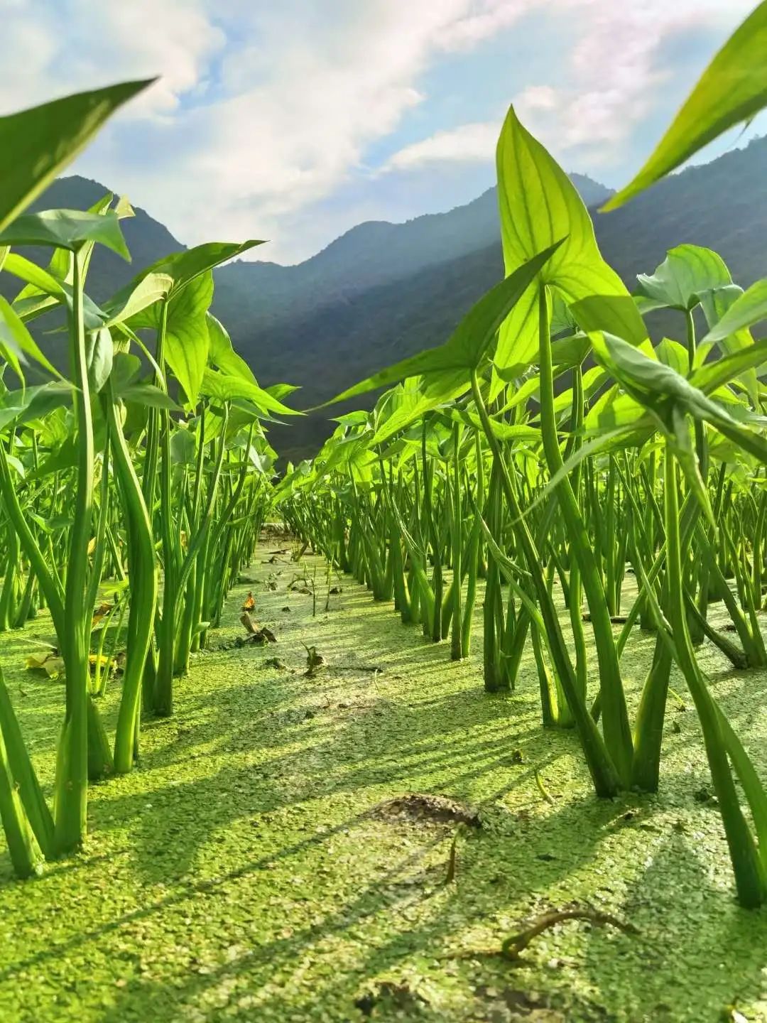 花城控股集團(tuán)