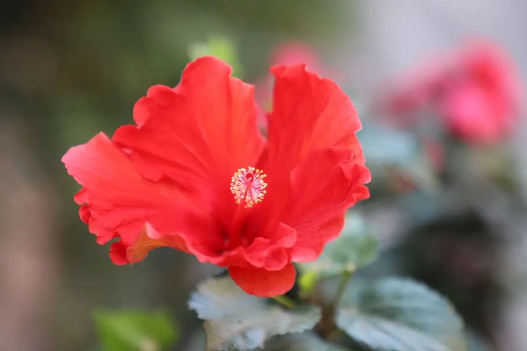 花城控股集團 花城控股集團