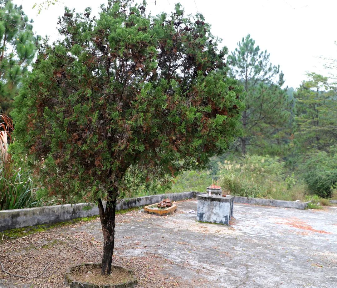 花城控股集團(tuán) 花城控股集團(tuán)