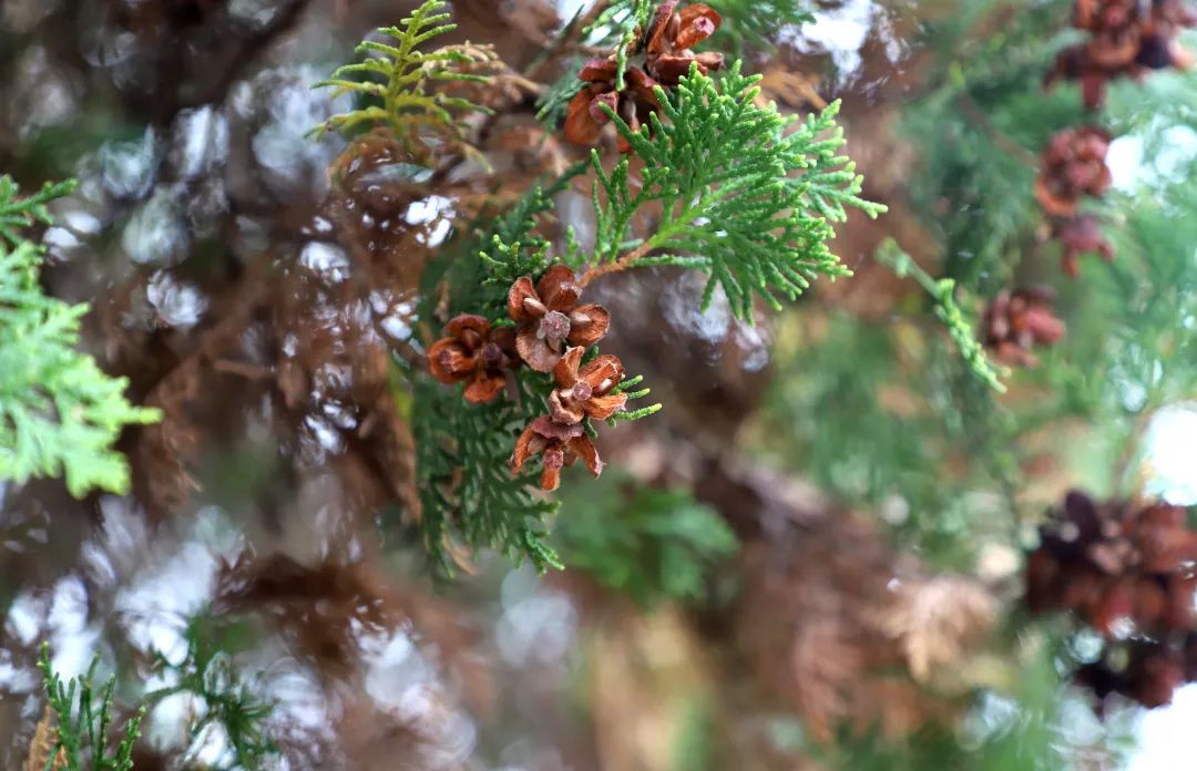 花城控股集團(tuán) 花城控股集團(tuán)