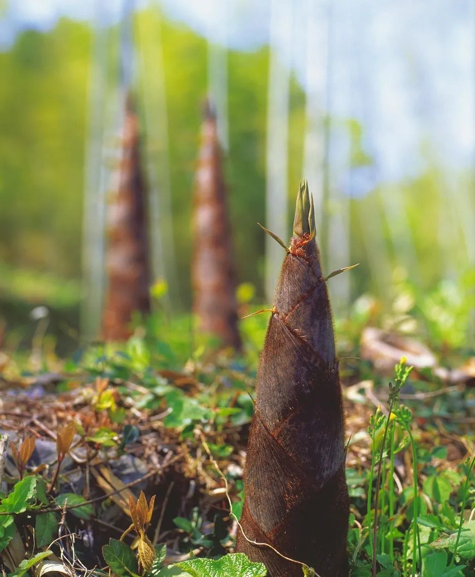 花城控股集團(tuán) 花城控股集團(tuán)
