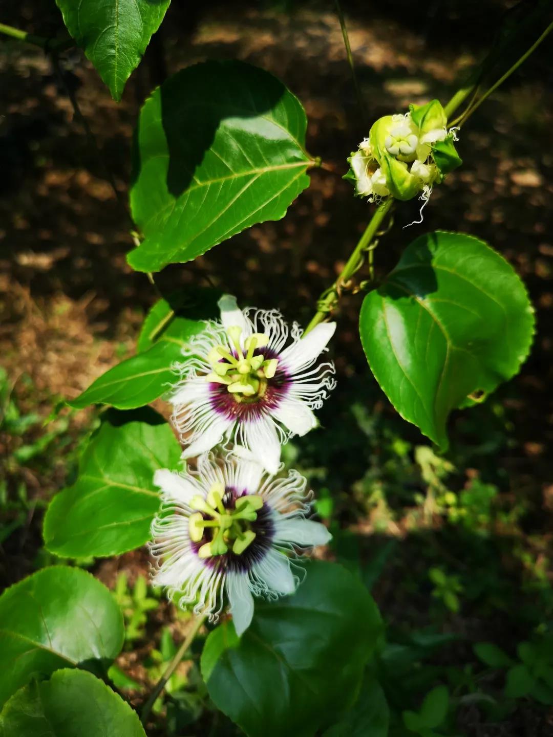 擁抱自然 融合共進(jìn)-2020年第五期花城大講堂戶外拓展活動(dòng)